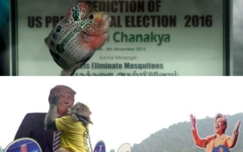 भविष्यवाणी मिलाएपछि चिनियाँ बाँदर र भारतीय माछाको चौतर्फी चर्चा