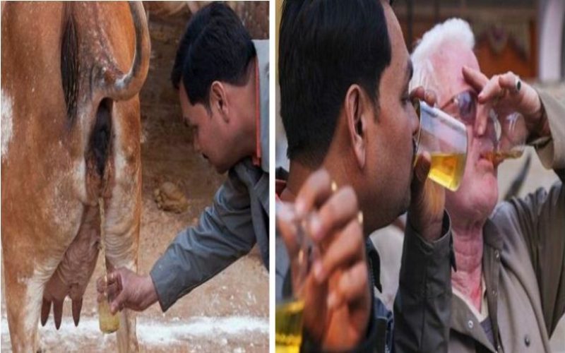 गाईको गहुँतबाट १४८ प्रकारका रोग निको हुने वैज्ञानिकको पुष्टी